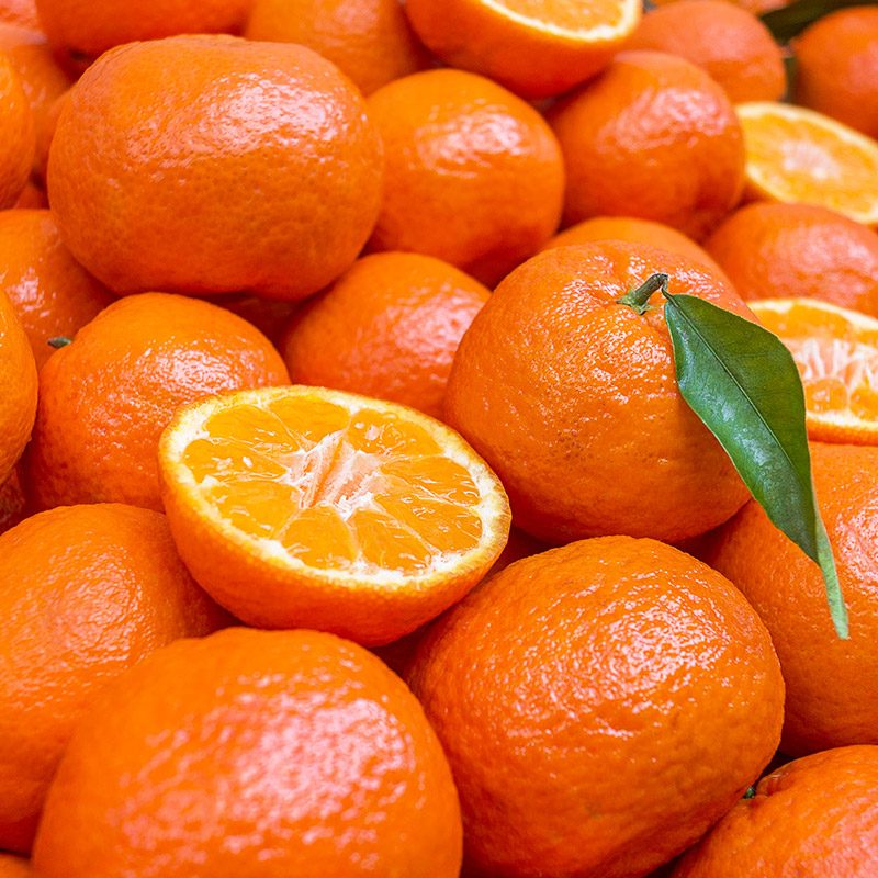 柑橘citricos – EXSER